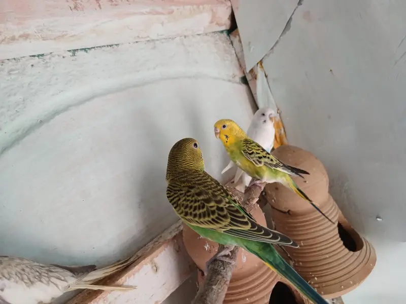 australina budgies — photo 9