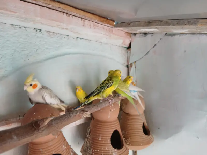 australina budgies — photo 10
