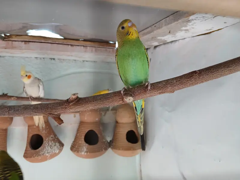 australina budgies — photo 11