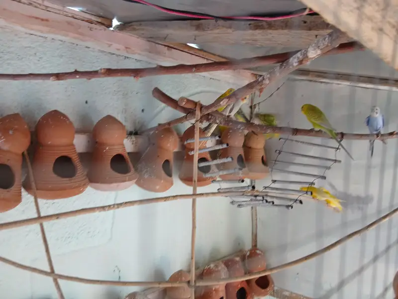 australina budgies — photo 12