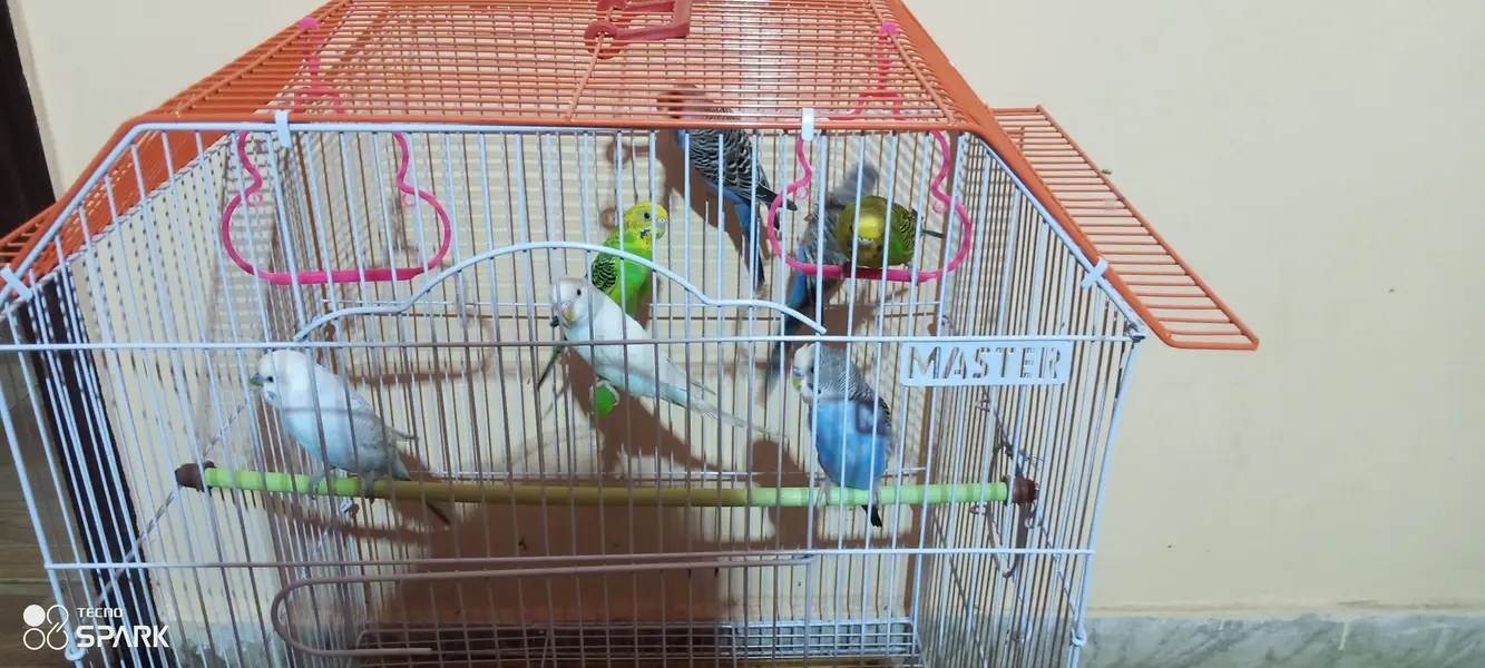 parrots with cage — photo 2