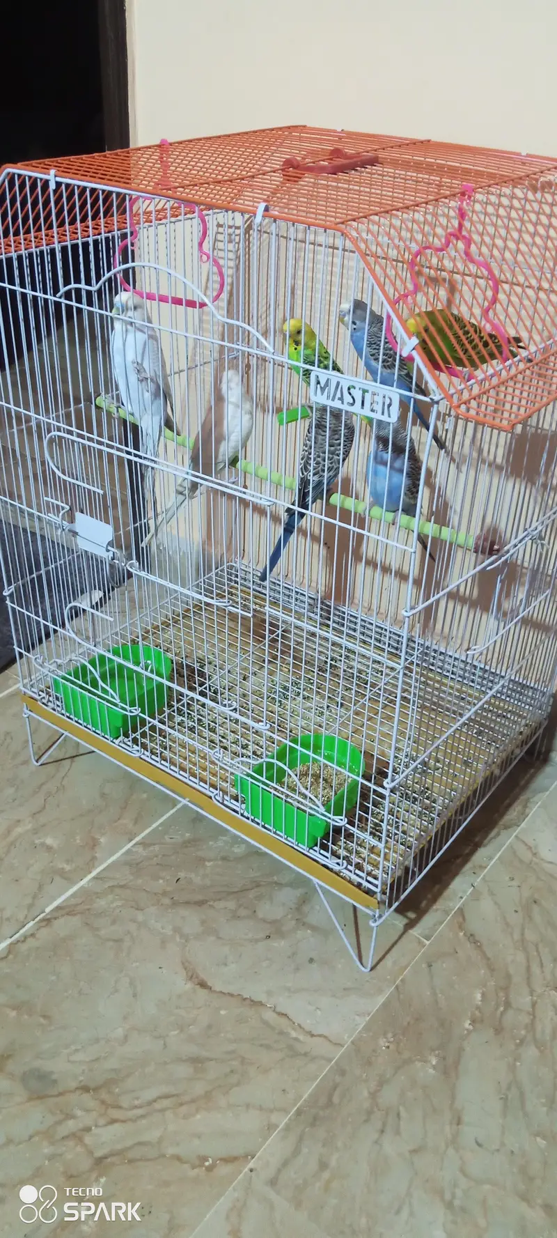 parrots with cage — photo 3