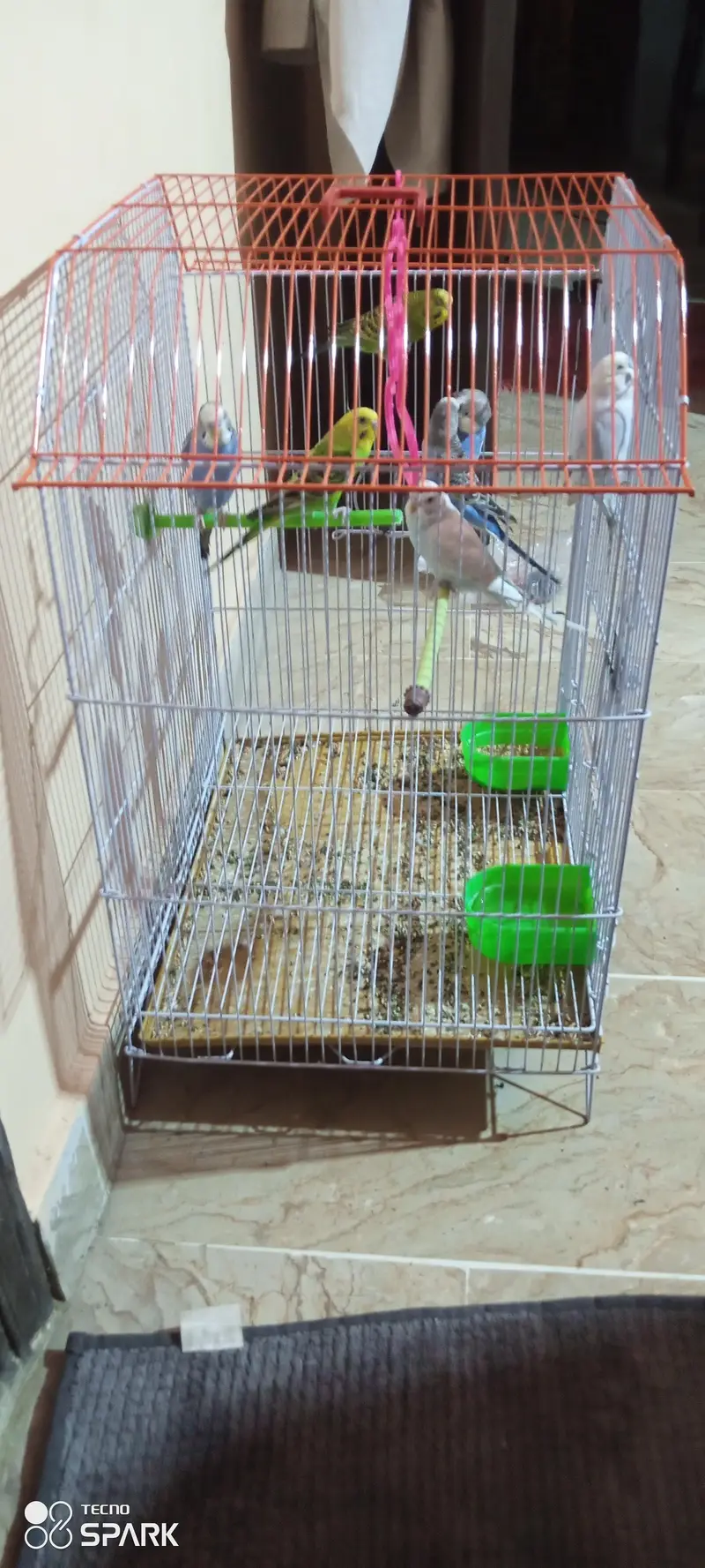 parrots with cage — photo 4