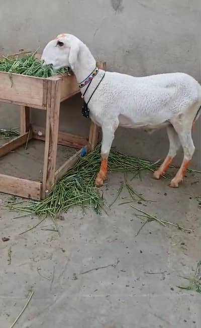 khare ka Dumba