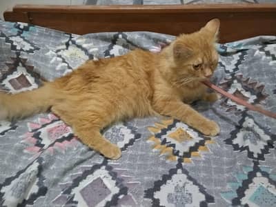 Persian cat for sale