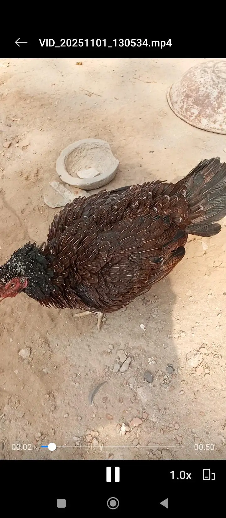 kurak aseel murgi & aseel murga contect num 03047781924 — photo 3