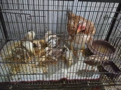aseel chicks available