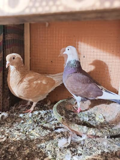 Laka breeders pair 2 pair ha aik Indian fritril pair ha
