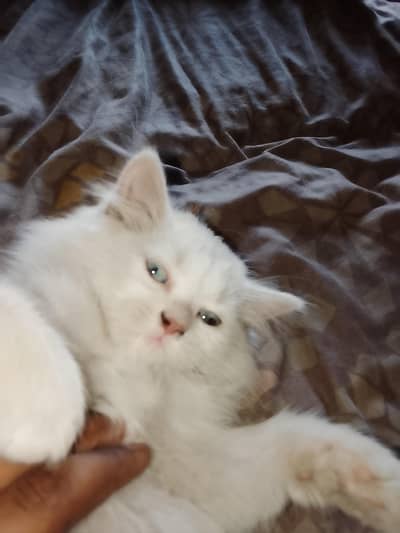 fully active cat wathsapp 0.3. 1.3. 7.1. 2.0. 9.9. 8