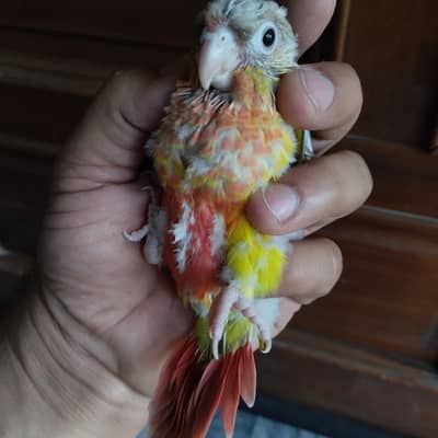 pineapple conure double red factor for hand tame fly tame  03214382921