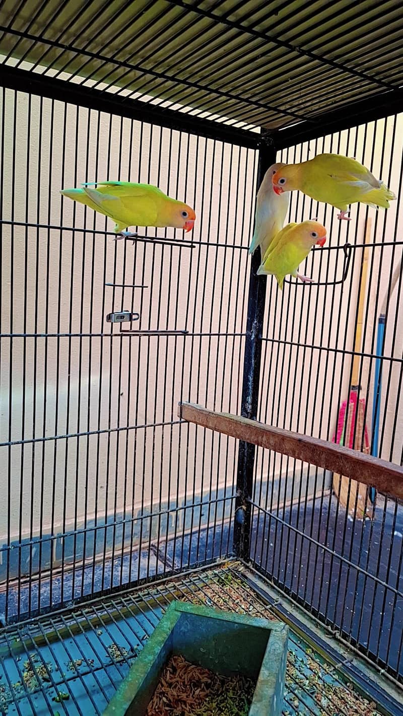 white java red eyes opal java  4 pair available.  cremino albinl 1