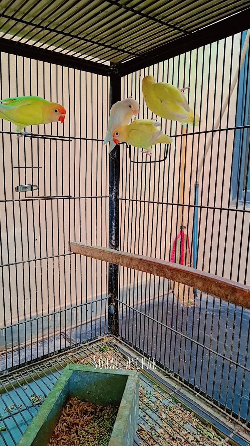 white java red eyes opal java  4 pair available.  cremino albinl 2