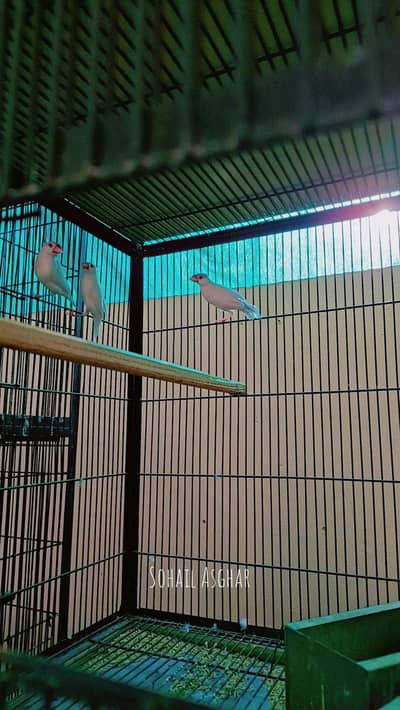 creimo albino decino white java red eyes opal java  4 pair available