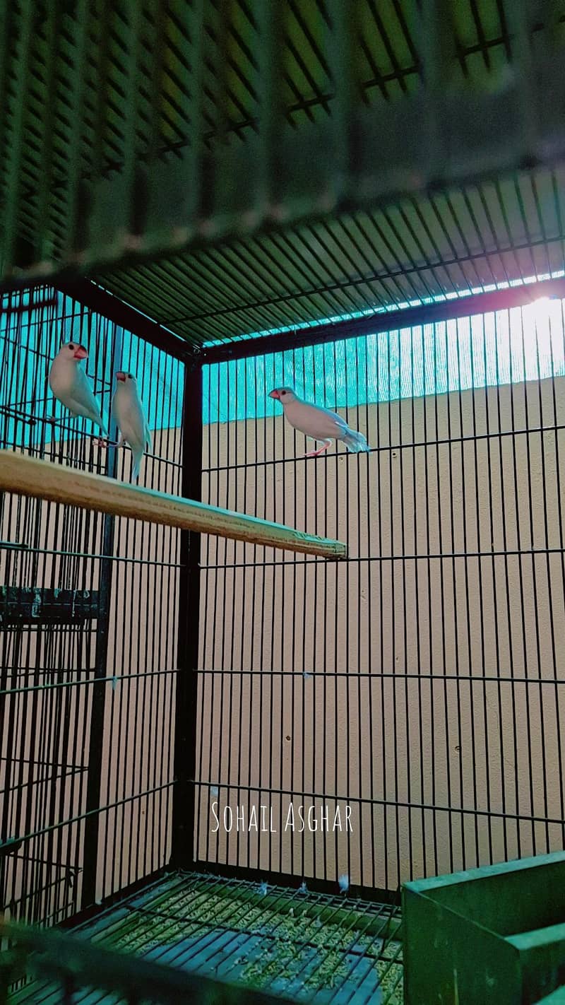 white java red eyes opal java  4 pair available.  cremino albinl 0