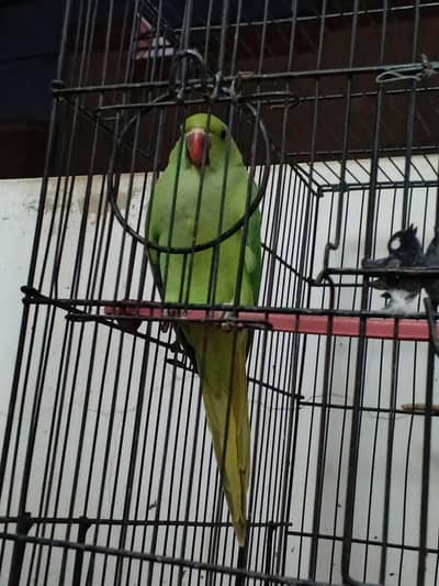Ringneck / cocktail / lovebirds/ conure