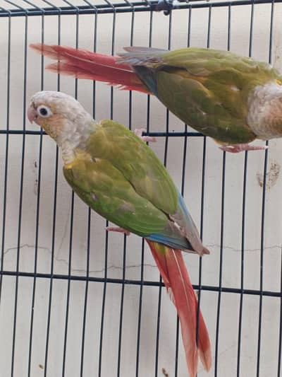Ringneck / cocktail / lovebirds/ conure