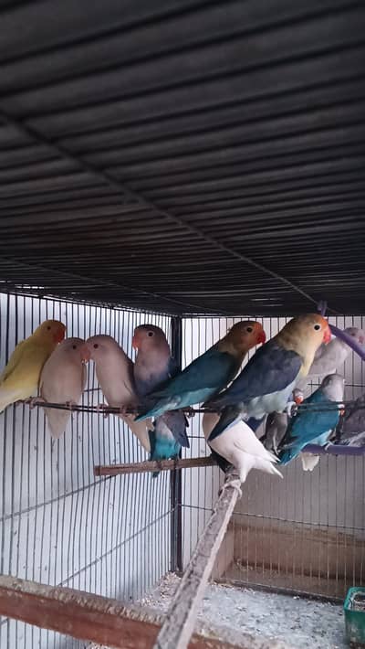 Ringneck / cocktail / lovebirds