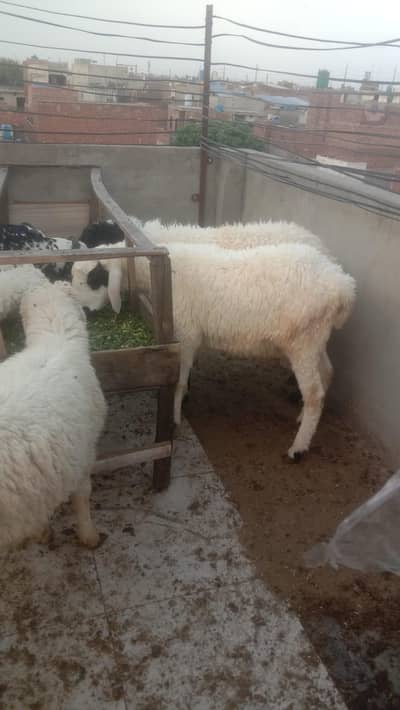 03249414107active and Healthy qurbani KY tyar janwer