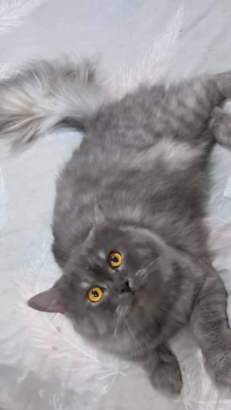 bella 0
