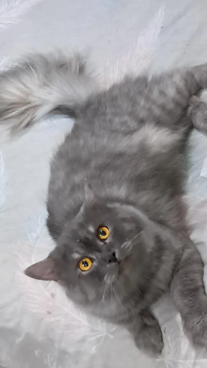 bella