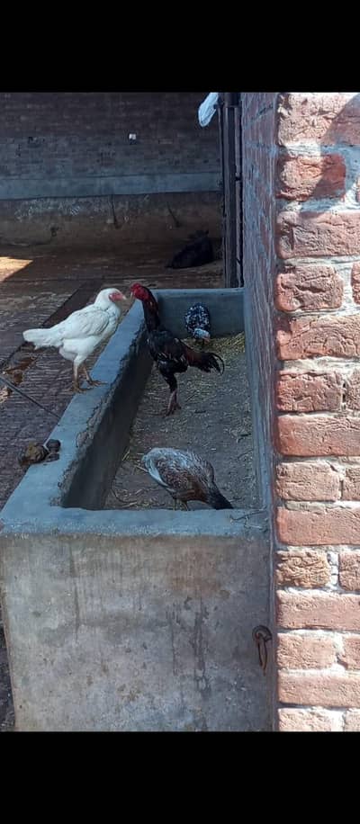 1 murga or 2 aseel murgiya for sale egg laying (03270903036)