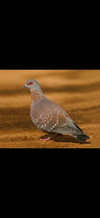 Optical Dove /Doves For Sale /Qumri /Fakhta /All kind of Doves