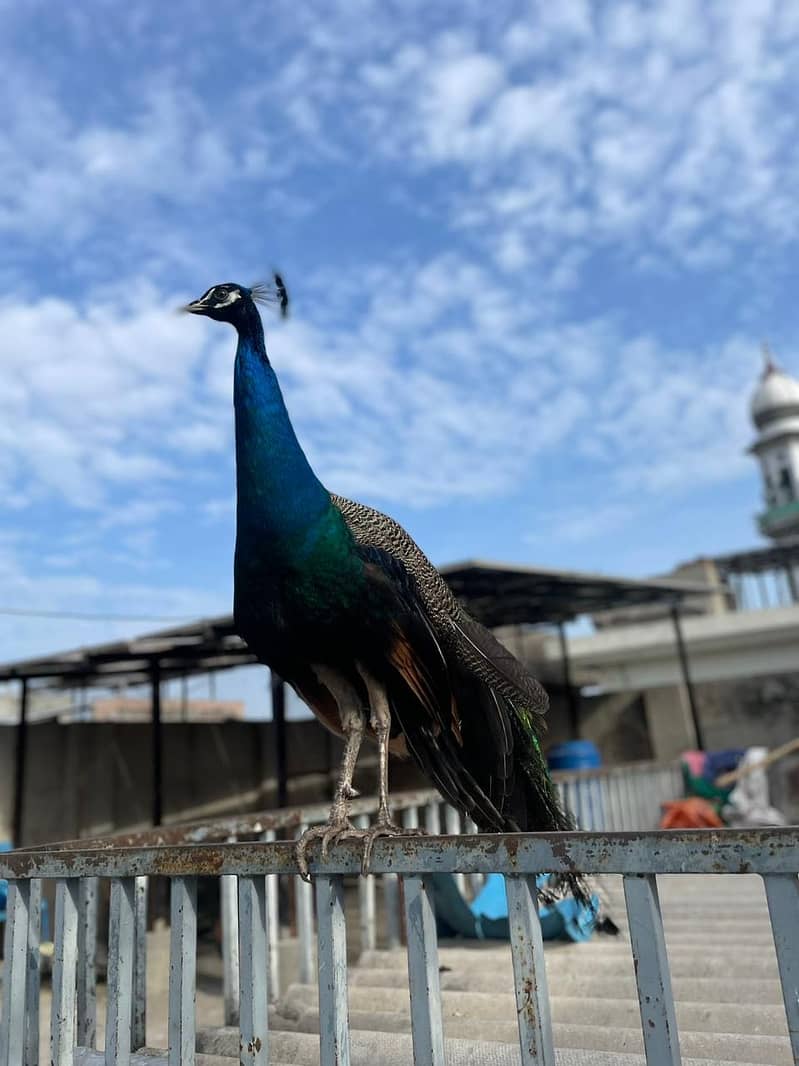 peacock 0