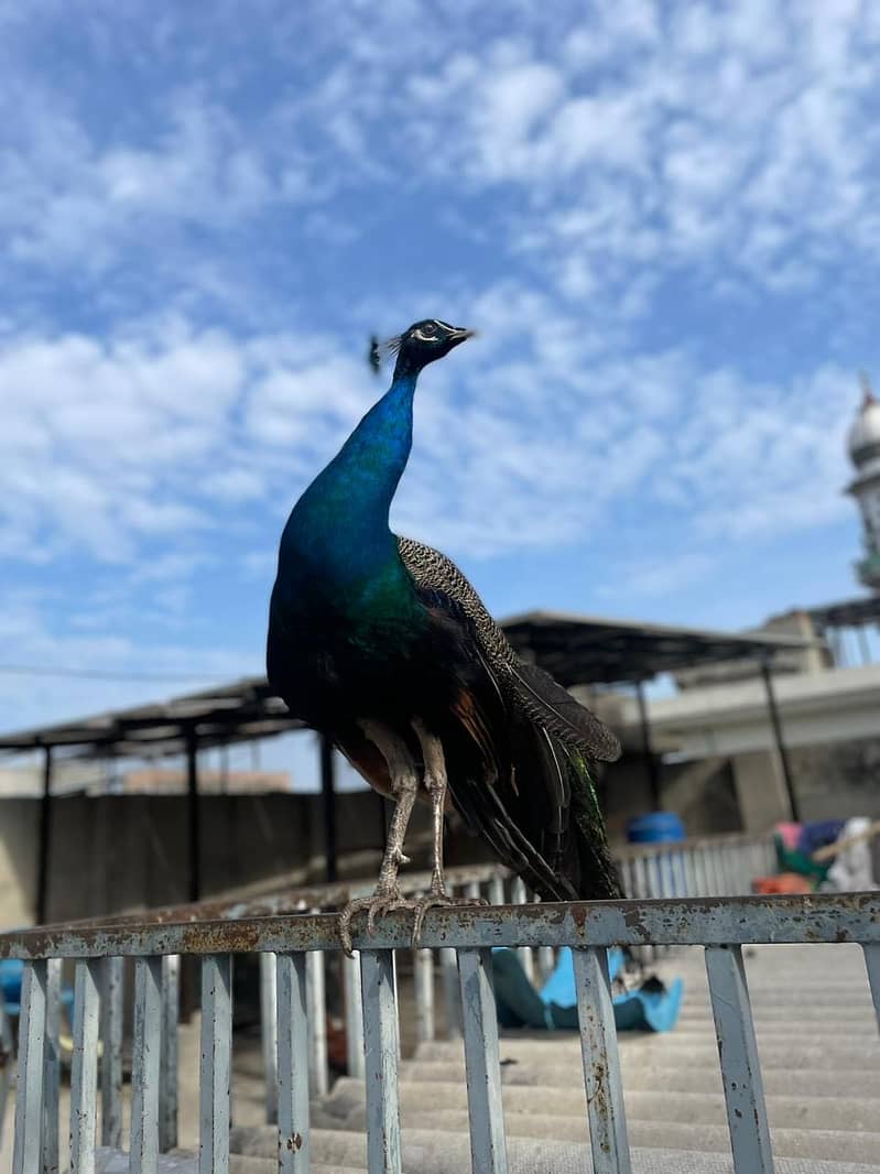 peacock 1