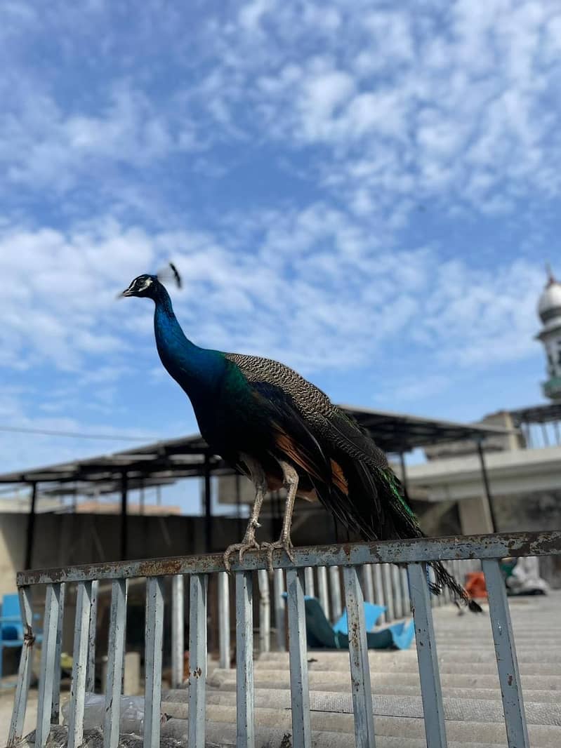 peacock 2