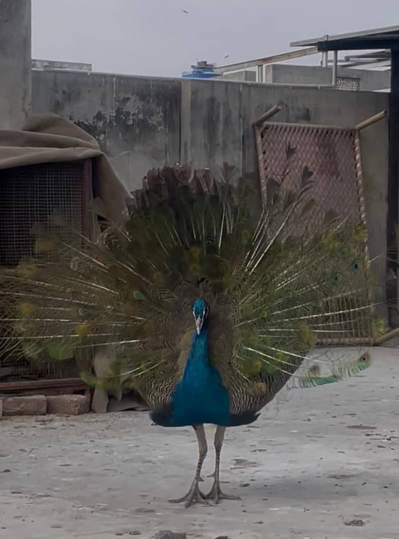 peacock 3
