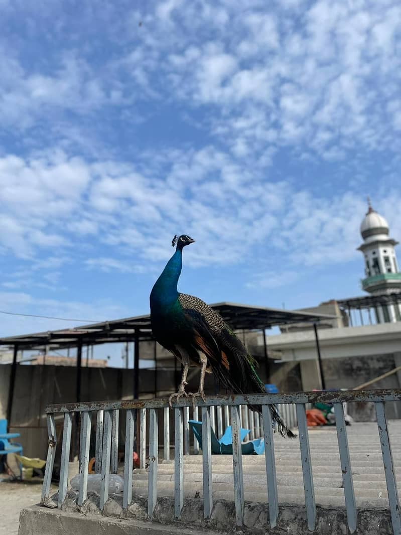 peacock 5