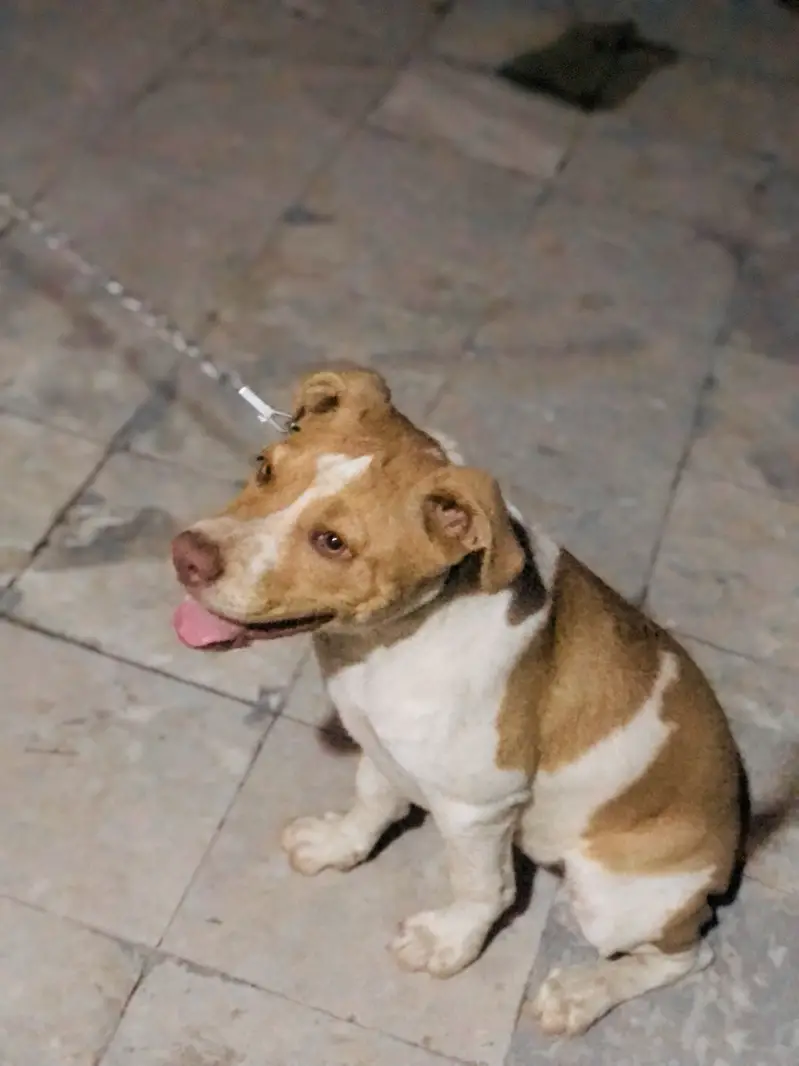 Pitbull urgent sell