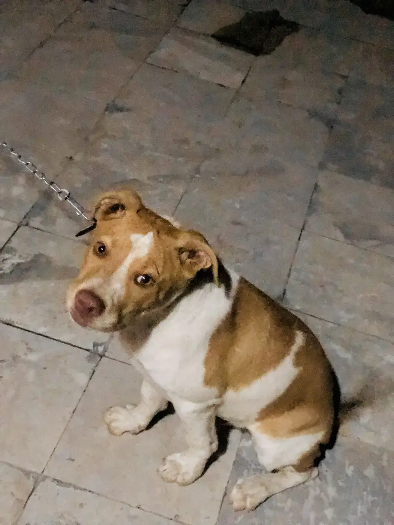 Pitbull urgent sell — photo 2