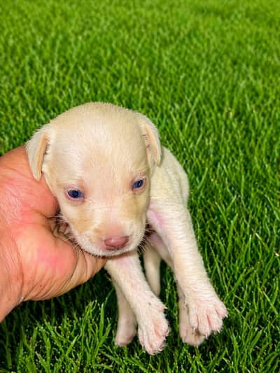 Labrador puppy
