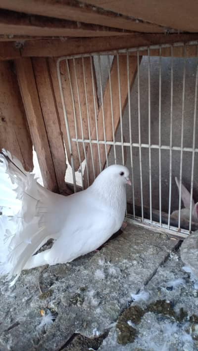 pigeon for sale