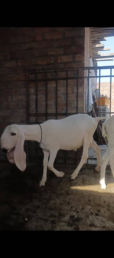 SHEEP'S PAIR FOR SALE