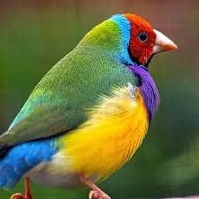 Goldiuan finch