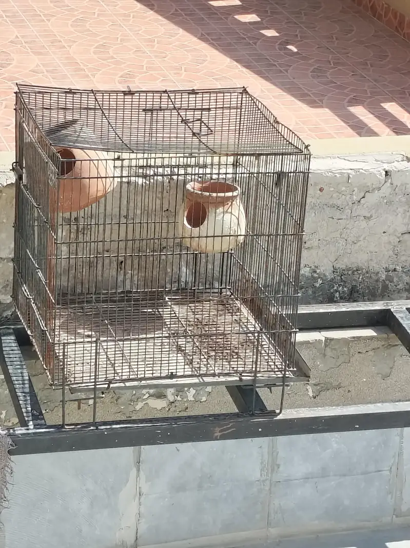 birds cage