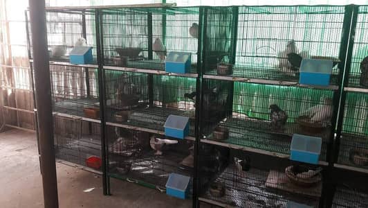 cage's available