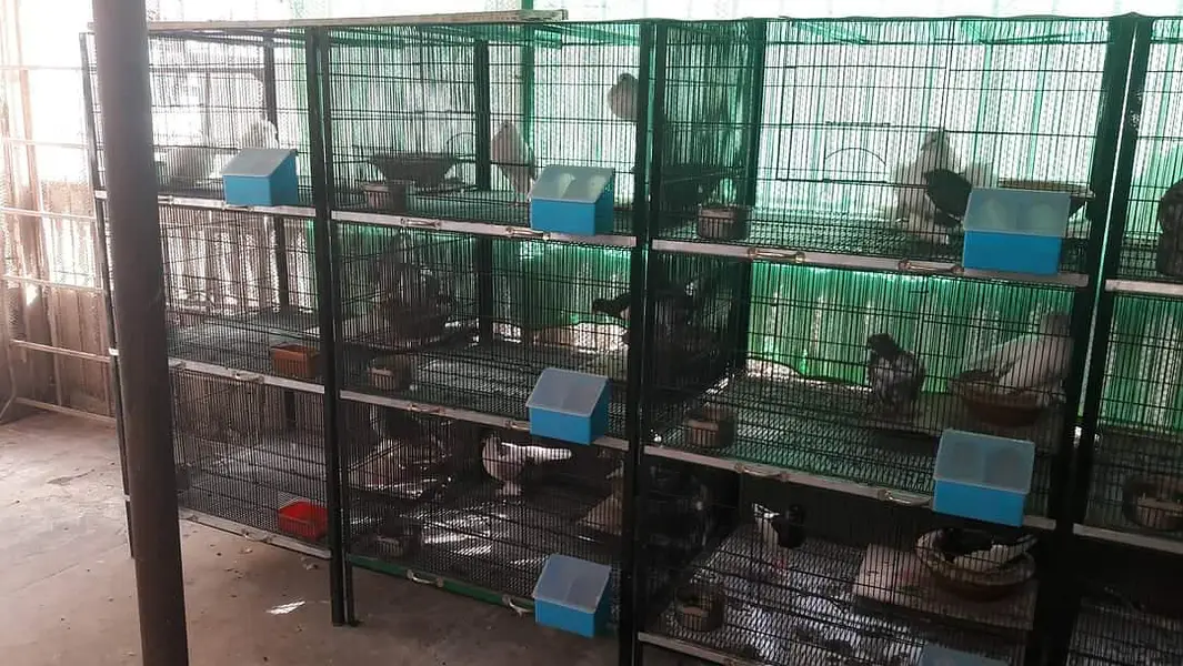 cage's available — photo 2