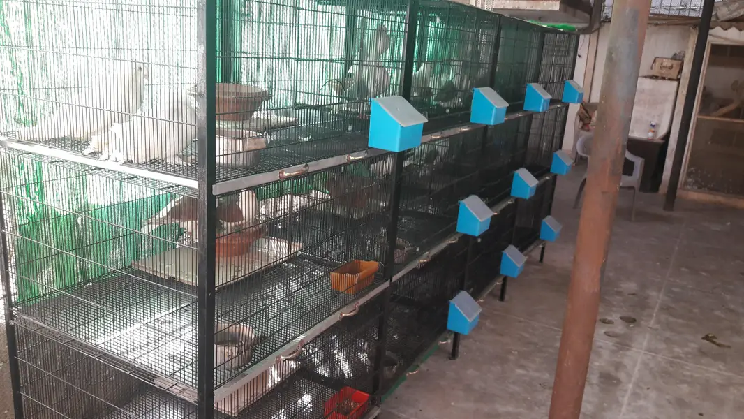 cage's available — photo 3