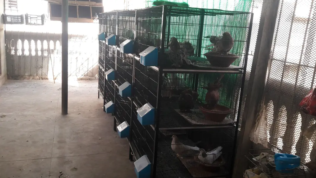 cage's available — photo 4