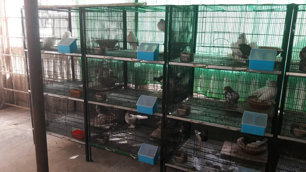 cage's available — photo 5