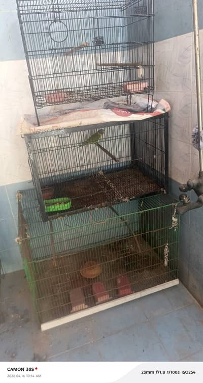 birds cages
