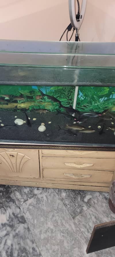 Aquarium and Fish Blue shark and different fish