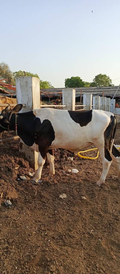 Qurbani 2026 Abluk Bachra