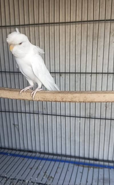 rainbow, tcb female, red eye df violet love birds .