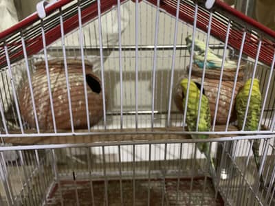 Australian parrots for sale