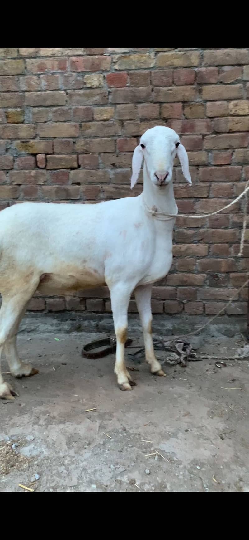 Dumba - Sheep - 1113927210