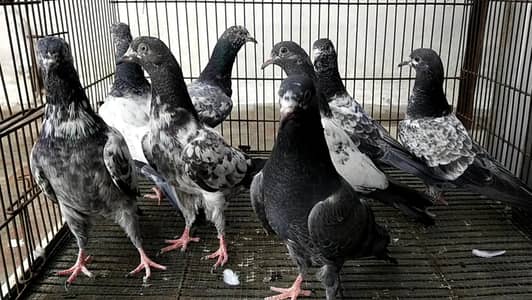 HIGHFLYER PIGEON TEEDY GOLDEN TSVEER WALY KAMAGAR SIALKOTI DOBAZ